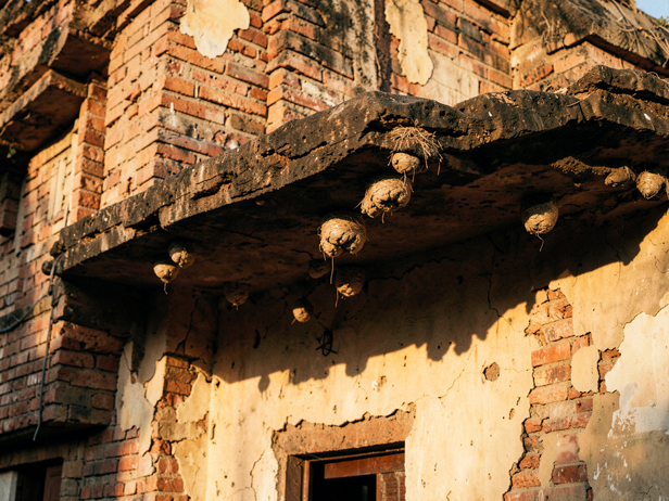 How swifts, swallows and sparrows nested in Indian buildings