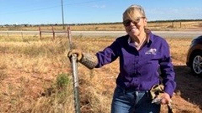 Abilene Garden Club plants wildflowers