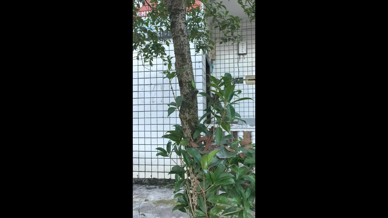 Praying mantis captures a cicada on a tree in Sichuan, China