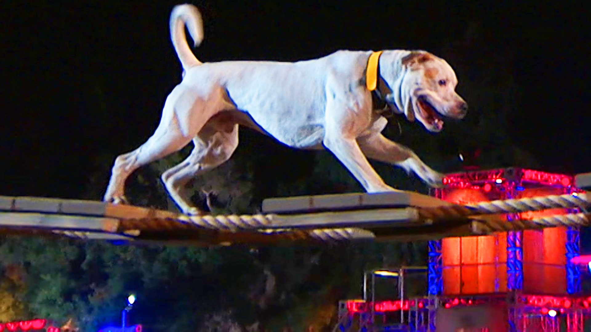 Bruce the bulldog moves cautiously, but confidently | America's Top Dog