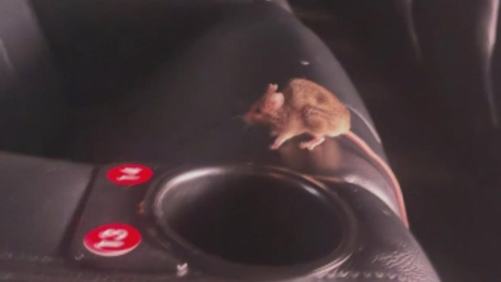 Colorado movie theater reopens after health inspectors find dead mice ...