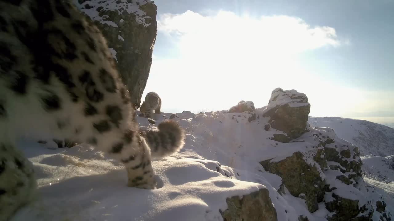 Snow leopard filmed with two cubs on snowy Altai mountain ridge