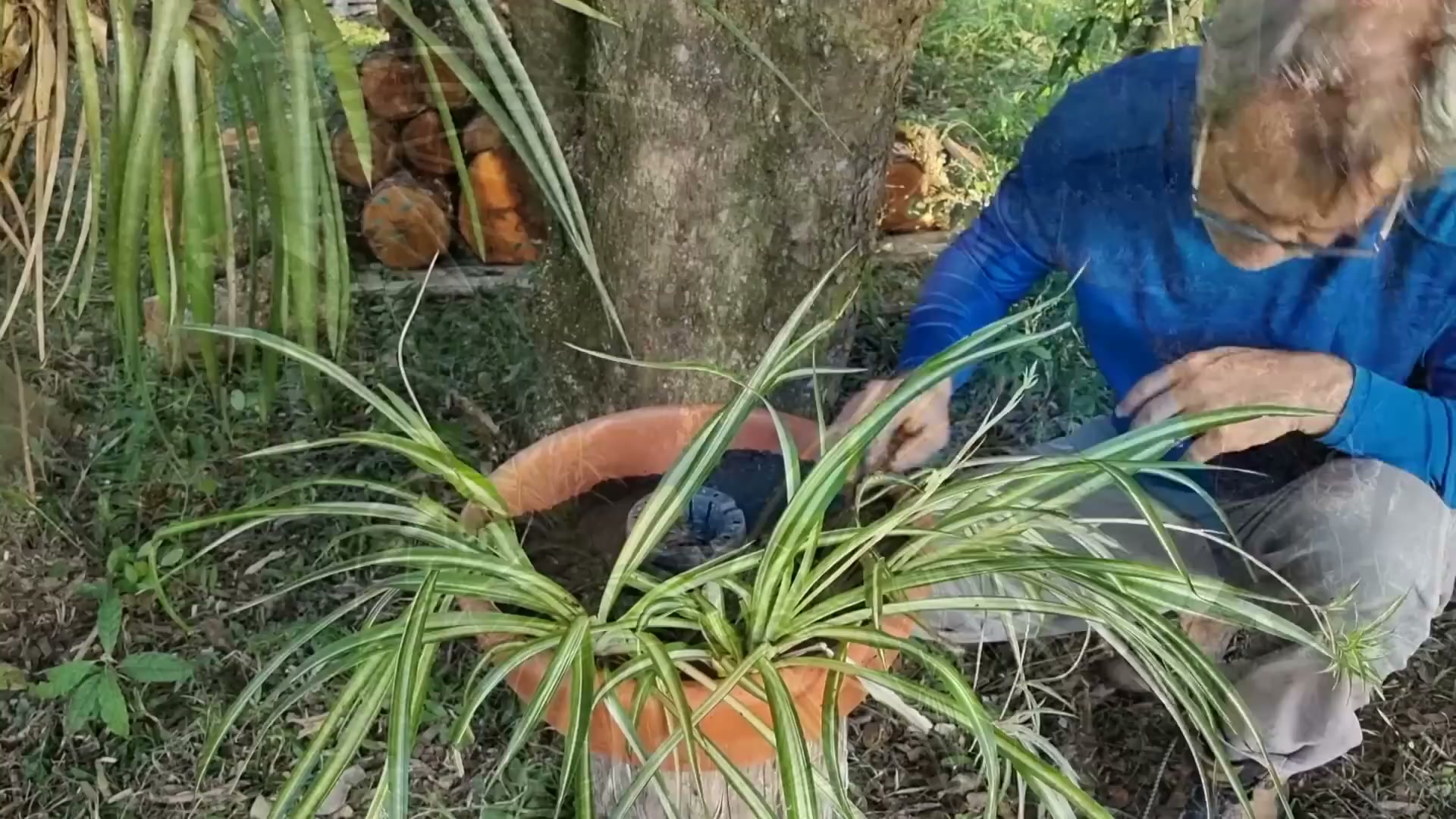 Ideia linda para plantar clorofito ou planta-aranha e suculentas, vaso ...