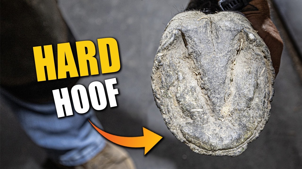 Trimming a hard hoof: Full process
