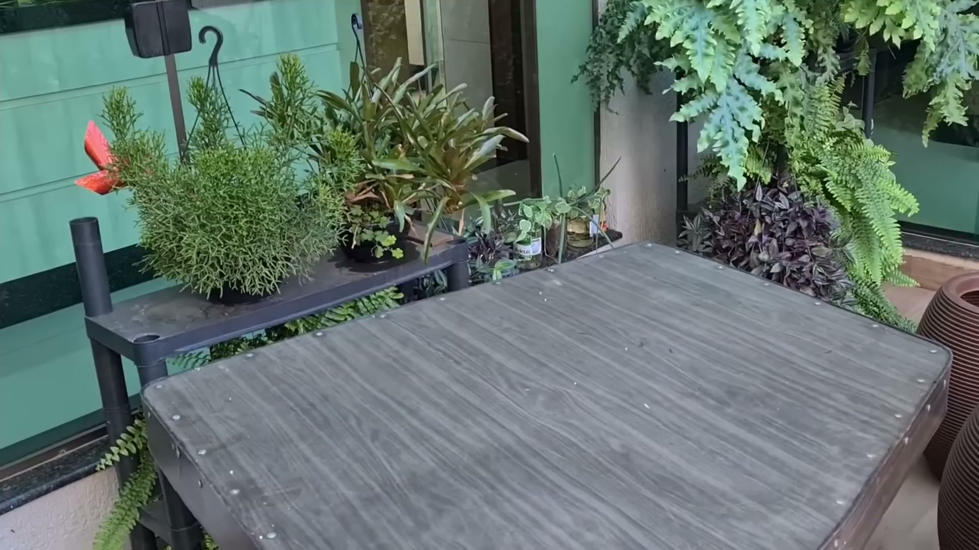 Replantando lírio da paz - como plantar em vaso grande