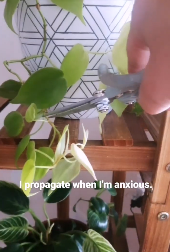 Plant care as a form of self-care