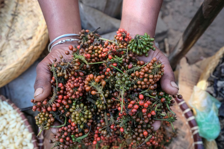 Prized wild pepper at risk in Madagascar's shrinking forests