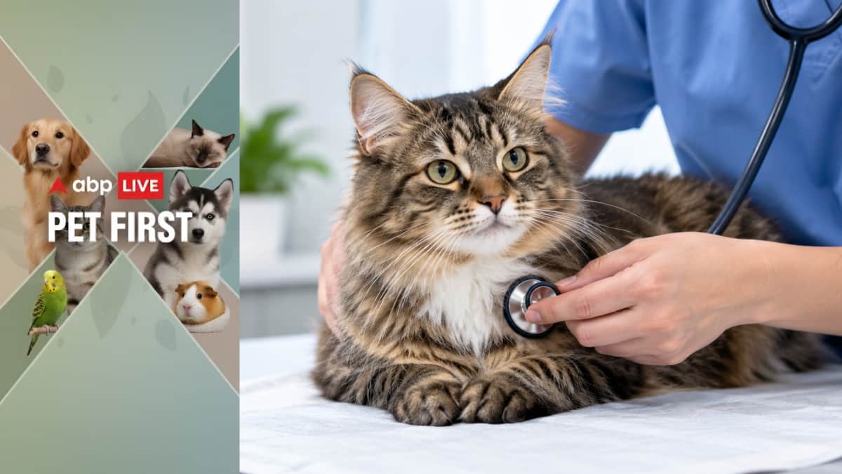 Pet First | Congestive heart failure in cats: symptoms, treatment and ...
