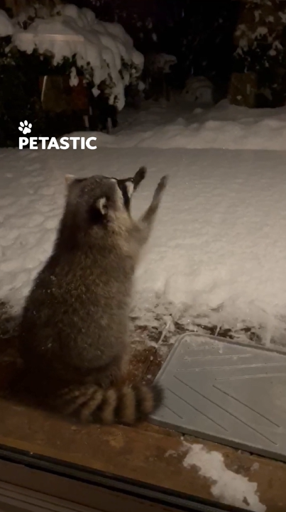 Charming raccoon catches snowflakes in serene winter scene