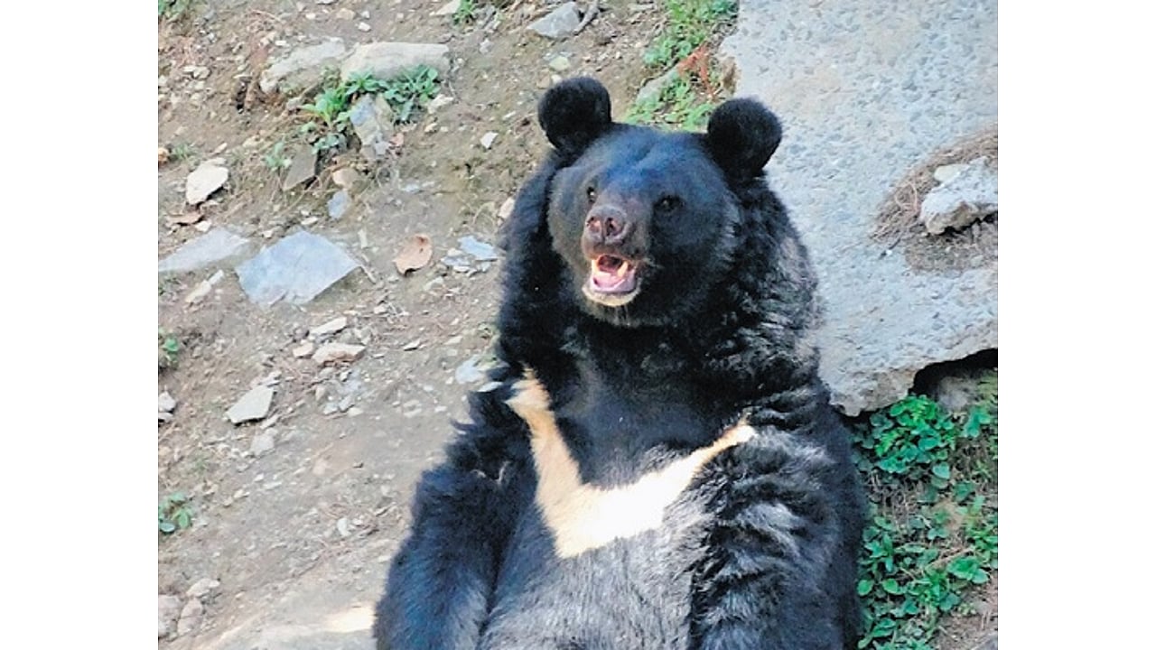 Wildlife body to conduct bear census, focus on habitat shift, human ...