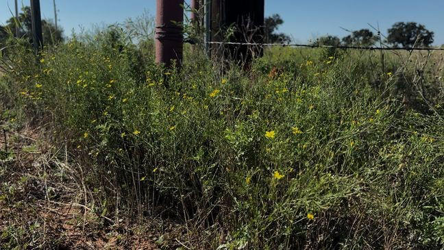 Abilene Garden Club plants wildflowers