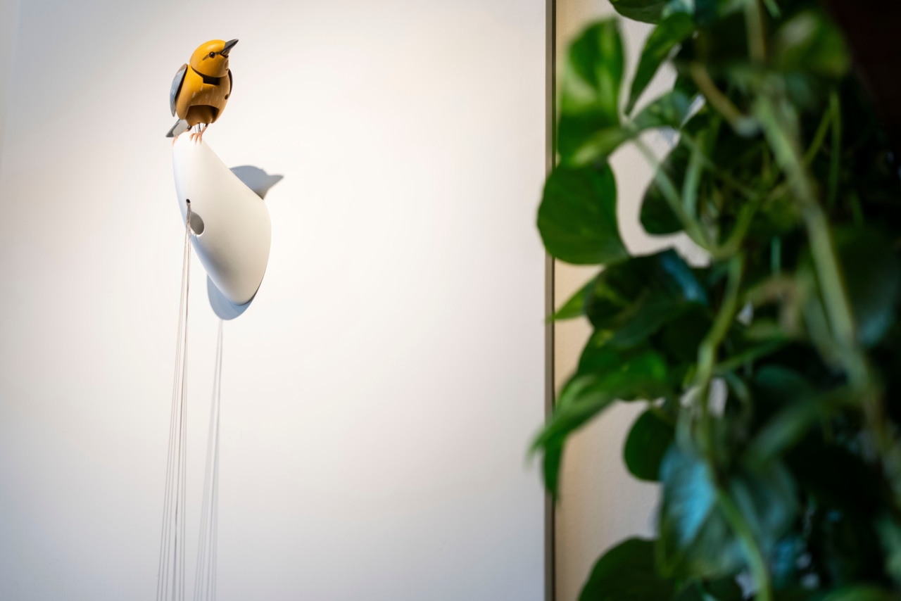 Kelly Clarkson, Molly the bird and our obsession with objects that come ...