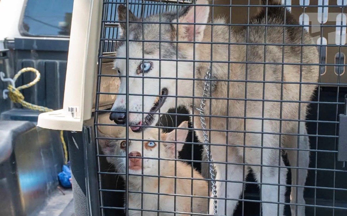 Rescatan a husky y su cachorro por presunta omisión de cuidados en ...
