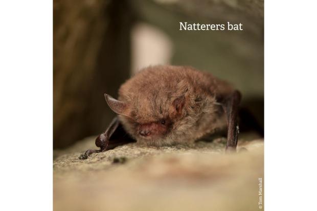 Tiny UK bats weighing as little as a 1p coin prepare for winter hibernation