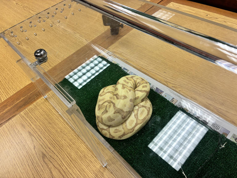 Illegal ball python captured in Waiʻanae following snake-sighting report