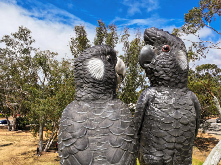 This WA town’s most endangered local is Australia’s new big thing