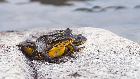 In 1897, Yosemite began stocking fishless lakes with trout; now its ...