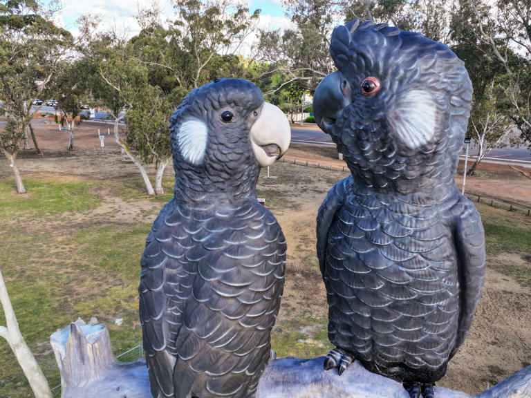 This WA town’s most endangered local is Australia’s new big thing
