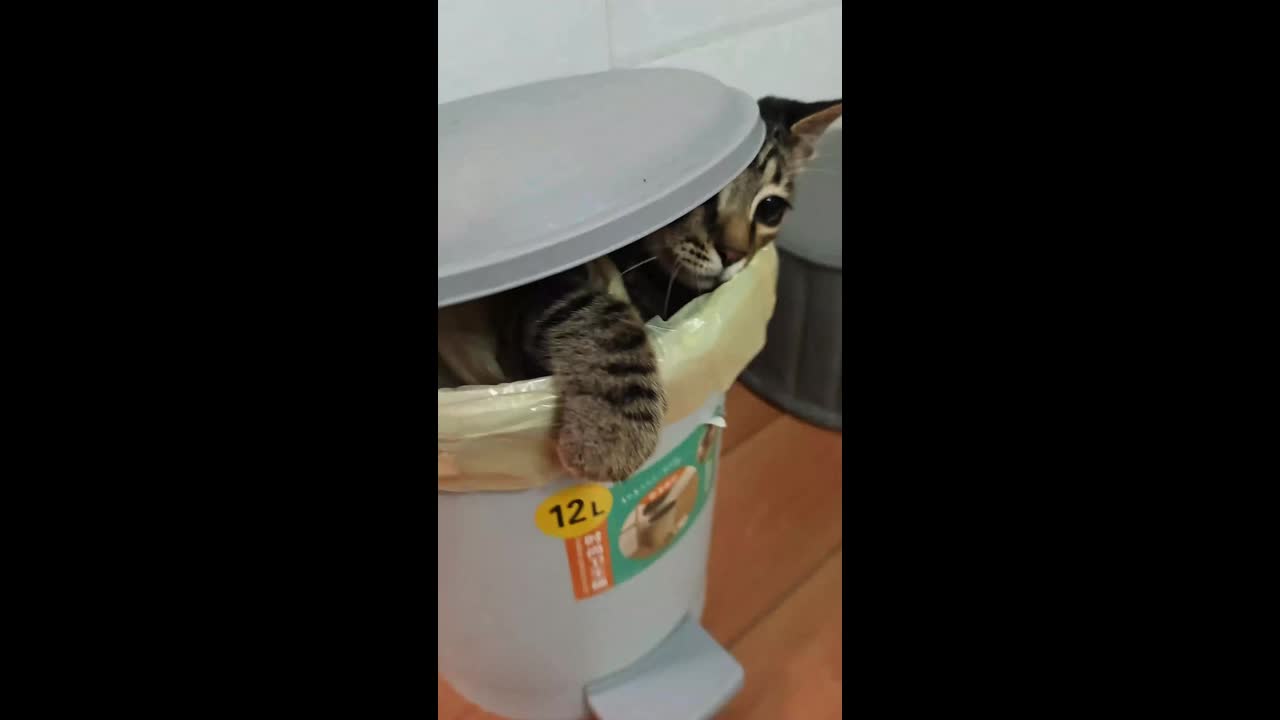 Playful cat pops out of a trash can during a game of hide-and-seek in ...