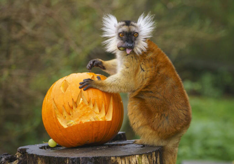 Trick or treat? Zoo animals get into Halloween spirit with pumpkin treats