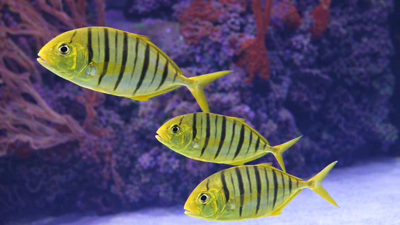 New aquarium fish include colorful angelfish and tiny puffers
