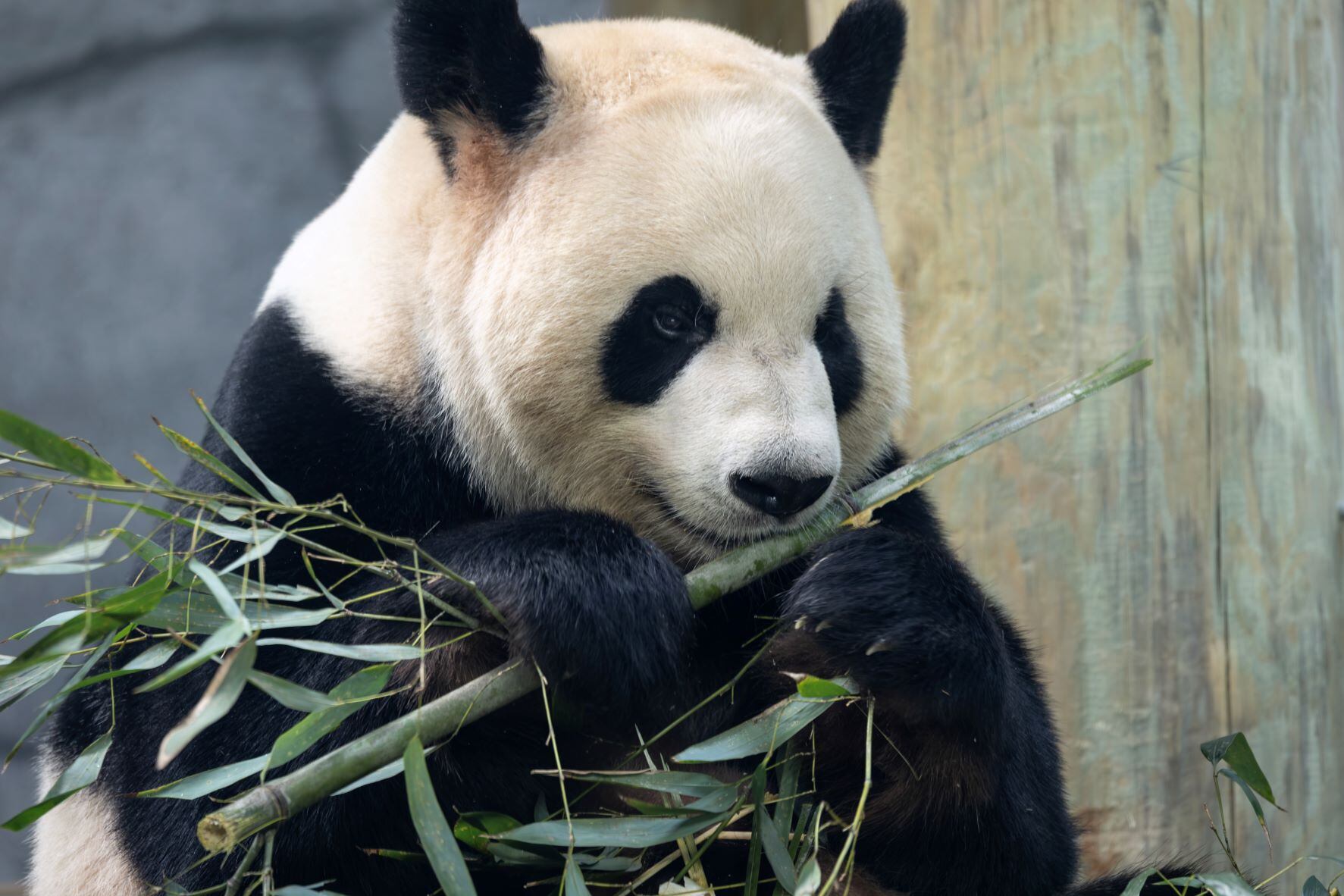 Zoo Atlanta to bring back PandaCam