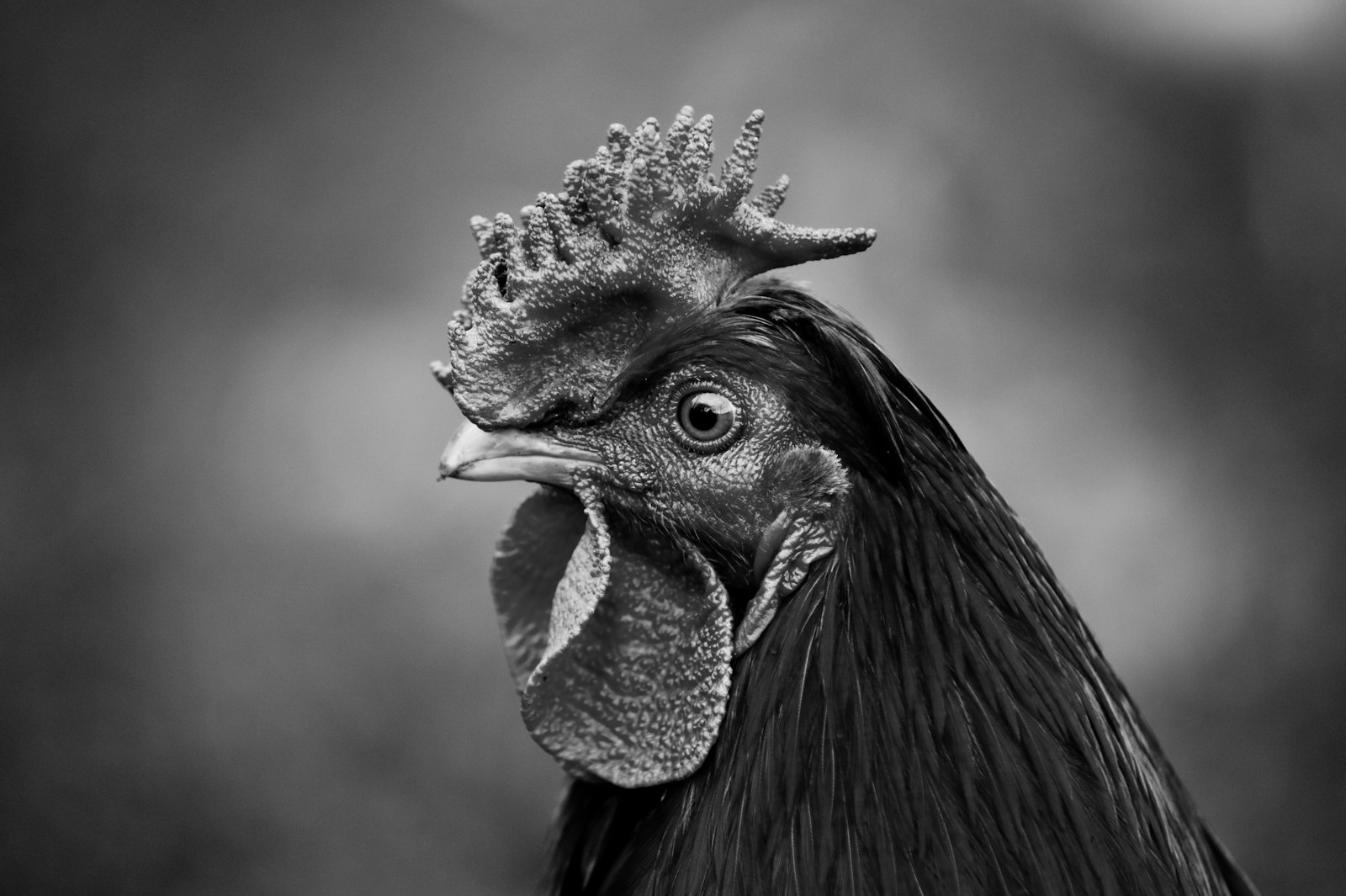 Was Tyrannosaurus Rex really a giant fluffy chicken? Here is what the ...