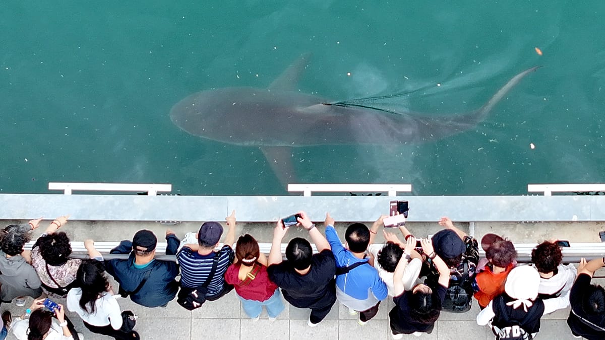 Foules massives devant le sauvetage d'un requin échoué en Corée du Sud