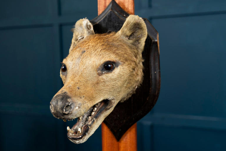 Extinct tiger head found under bed after only one in existence sold for ...