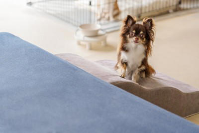 共働きの家庭で犬を飼うことはできるの？愛犬にツライ思いをさせないための心得とは