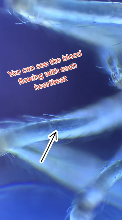 The surprising truth about spider hearts