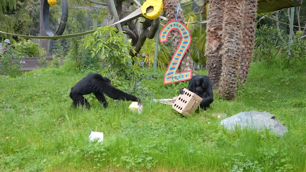 Party guest swipes snacks during siamang's 28th birthday at Oakland Zoo