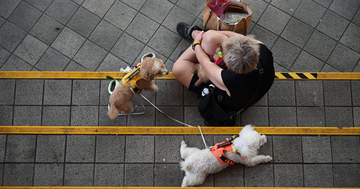 Several S’pore vets see up to 15% increase in respiratory or eye ...