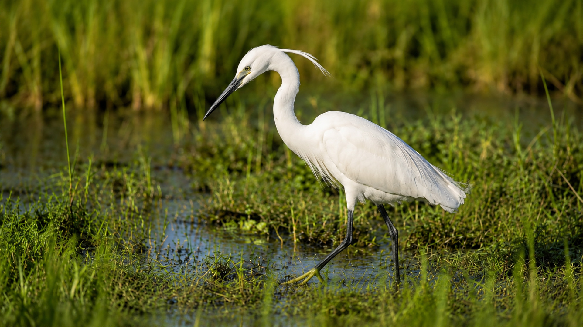 Something beneath the shallows kept this little egret searching