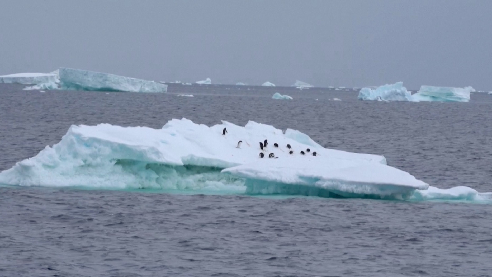 Penguins: The quiet frontline in the climate fight
