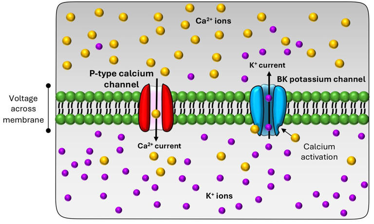 More current with less calcium: Computational models help solve ...