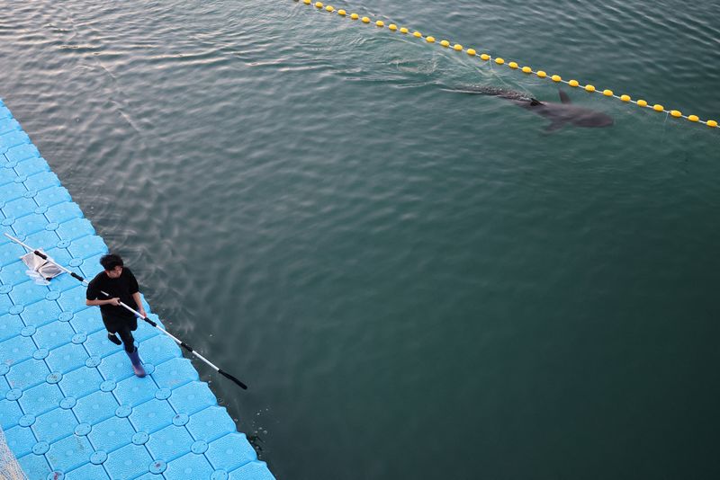 Shark nicknamed 'Bukangi' returns to sea off South Korea after third ...