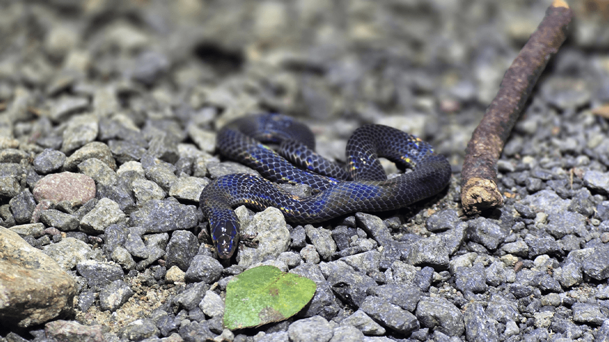 Rolling snakes can clock up speeds of almost 4 meters per second as ...