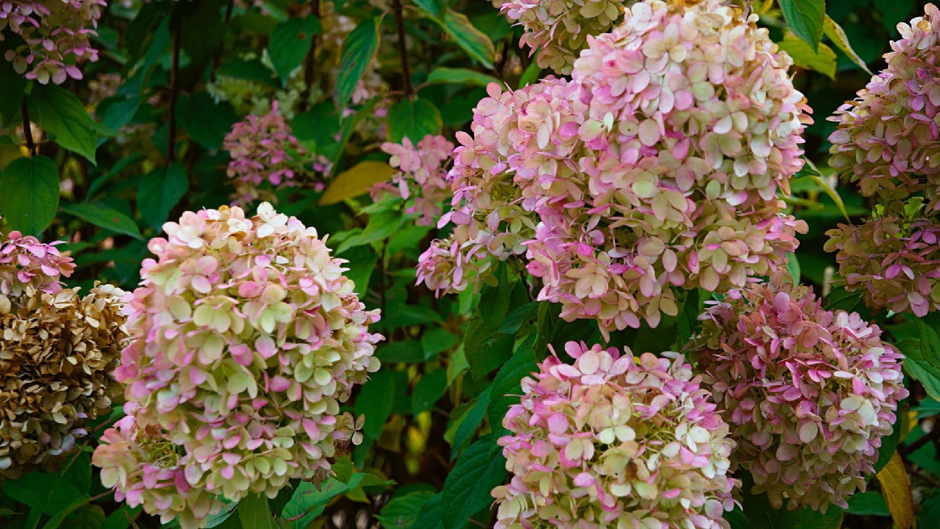 Don't prune your hydrangeas this October — do these 3 things instead ...