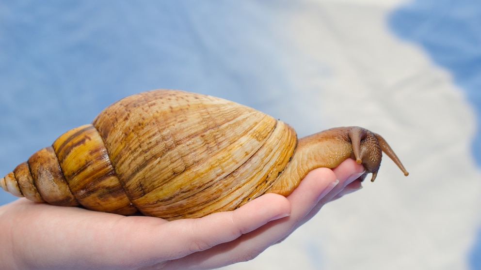 Keeping African giant snails as pets: What you need to know