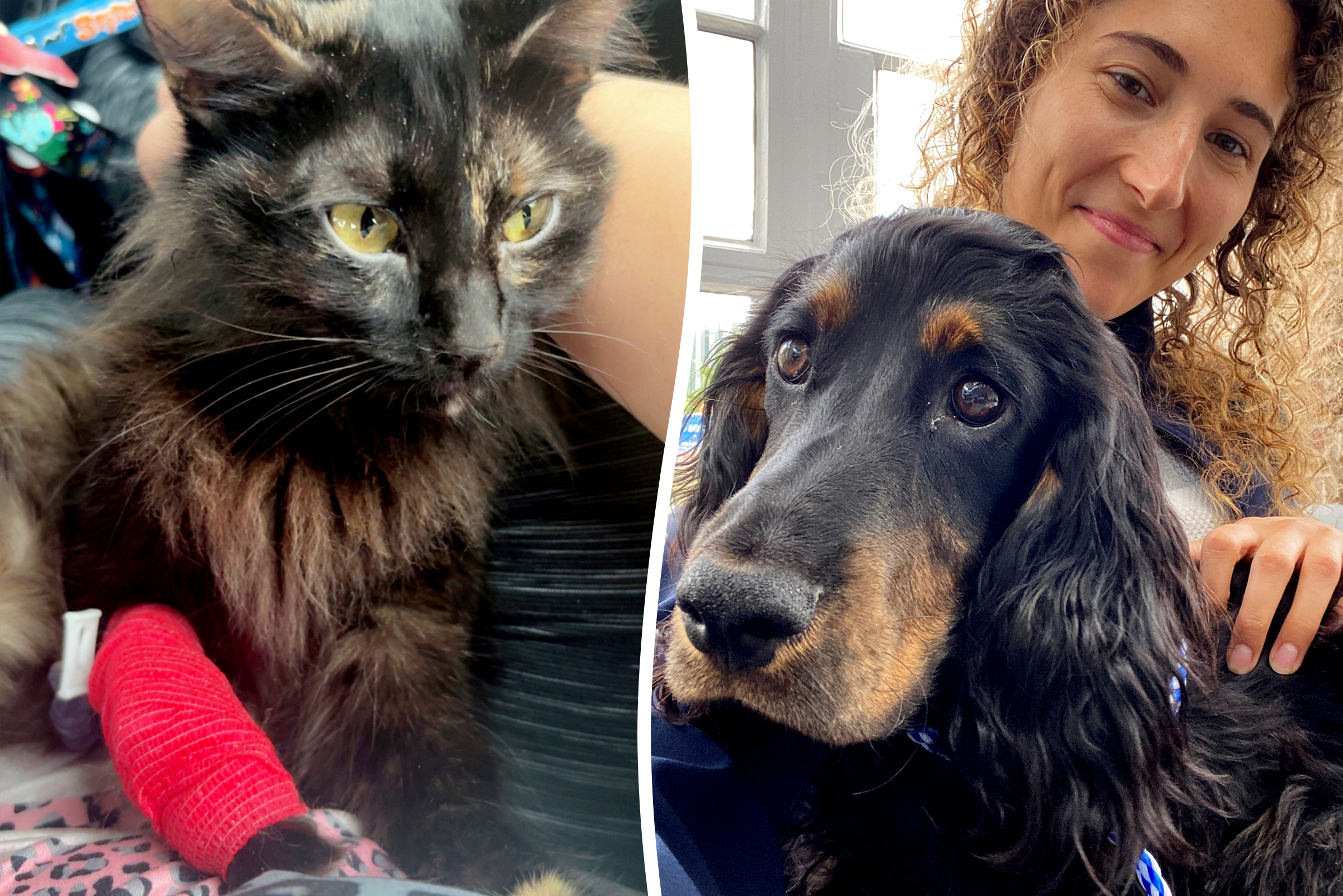 Cat’s life saved by blood transfusion from dog