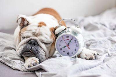 共働きの家庭で犬を飼うことはできるの？愛犬にツライ思いをさせないための心得とは