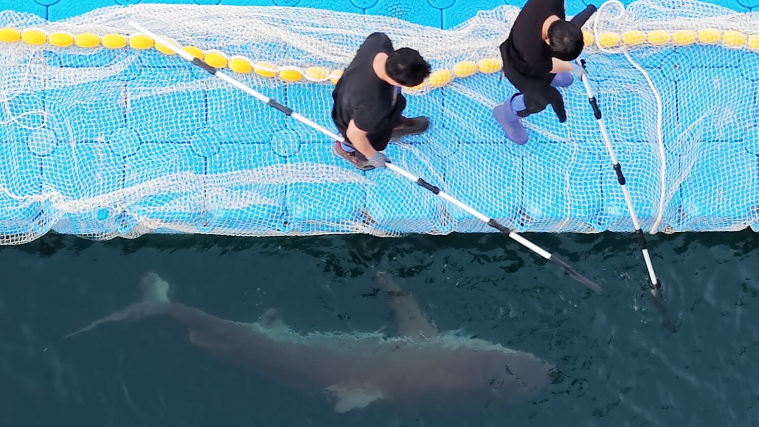 Dusky shark Bukangi freed after third rescue attempt