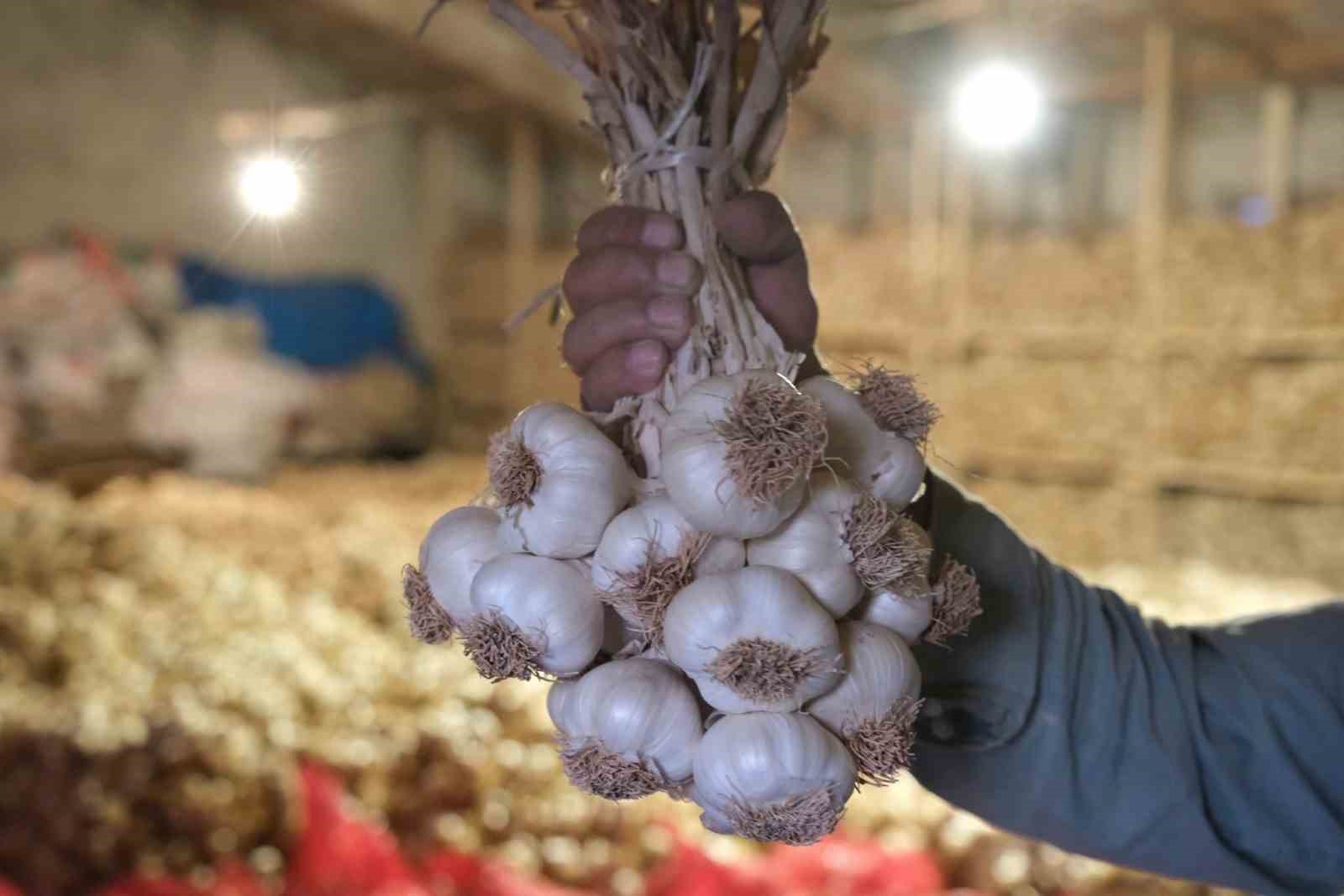 Çorum Üyük sarımsağı coğrafi işaretle tescillendi