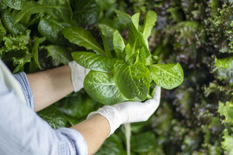 New Wisconsin farm to offer food pantries 38,500 side salads every week