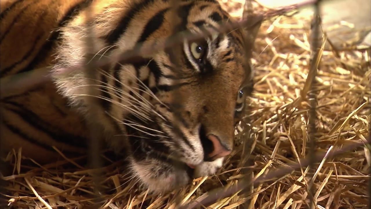 A tiger needed a two-hour root canal - but keeping her under anesthesia ...