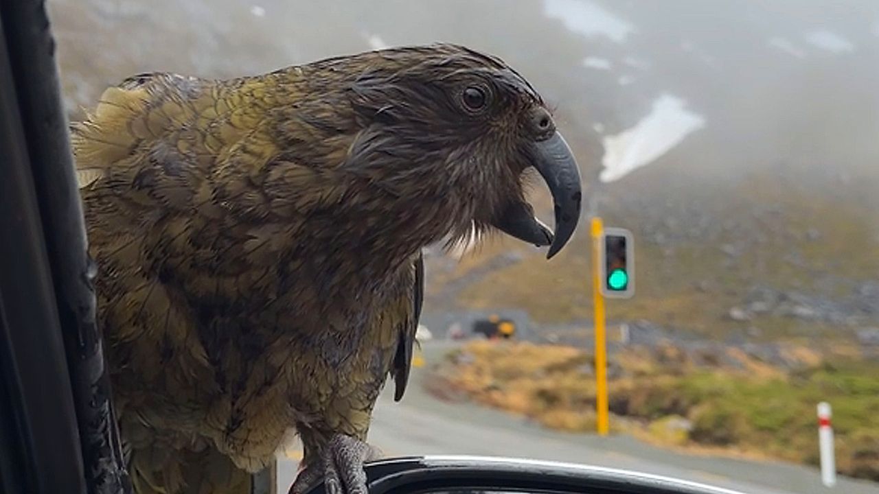 Endangered alpine parrot hitches ride on car in New Zealand