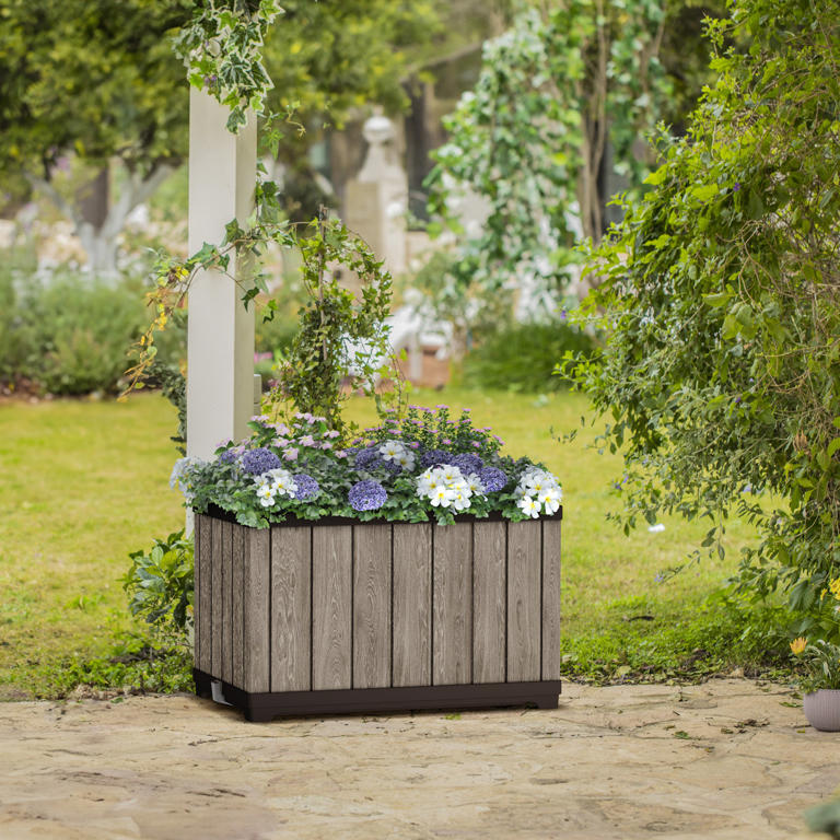 4 autumn-flowering shrubs to plant in pots now for abundant blooms and ...