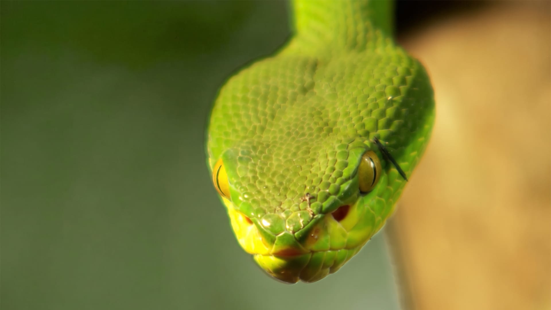 Watch the moment a Draco lizard takes to the air to escape a hungry viper