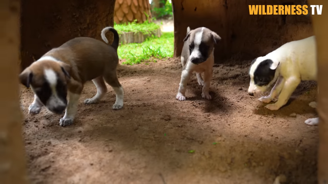 Poor Hungry Puppies Slept in the Cold Until They Built Them a Safe ...